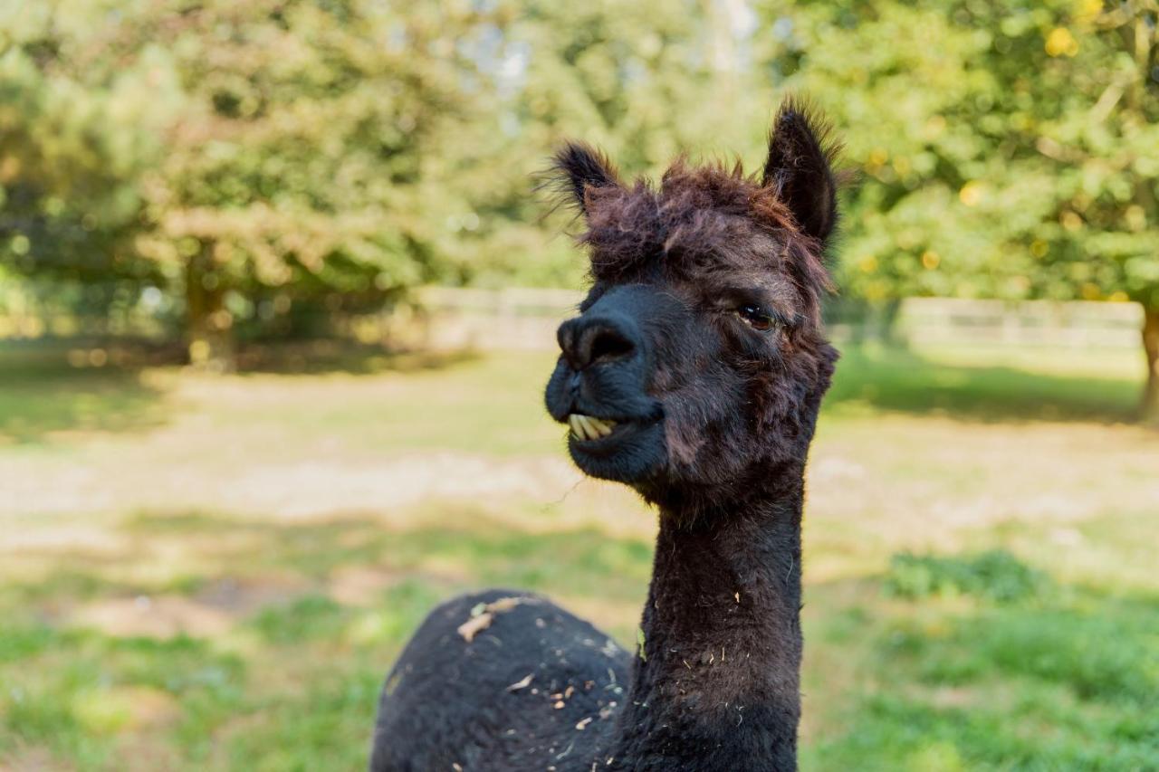 Horsley Hale Farm Glamping Hotel อีลี ภายนอก รูปภาพ