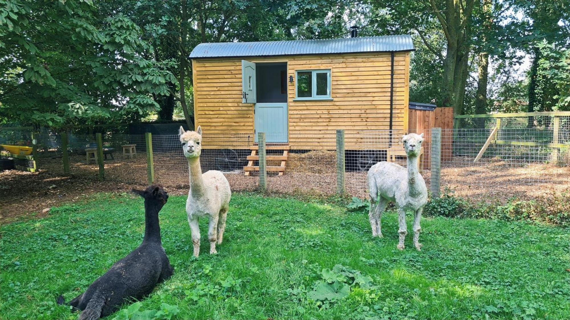 Horsley Hale Farm Glamping Hotel อีลี ภายนอก รูปภาพ