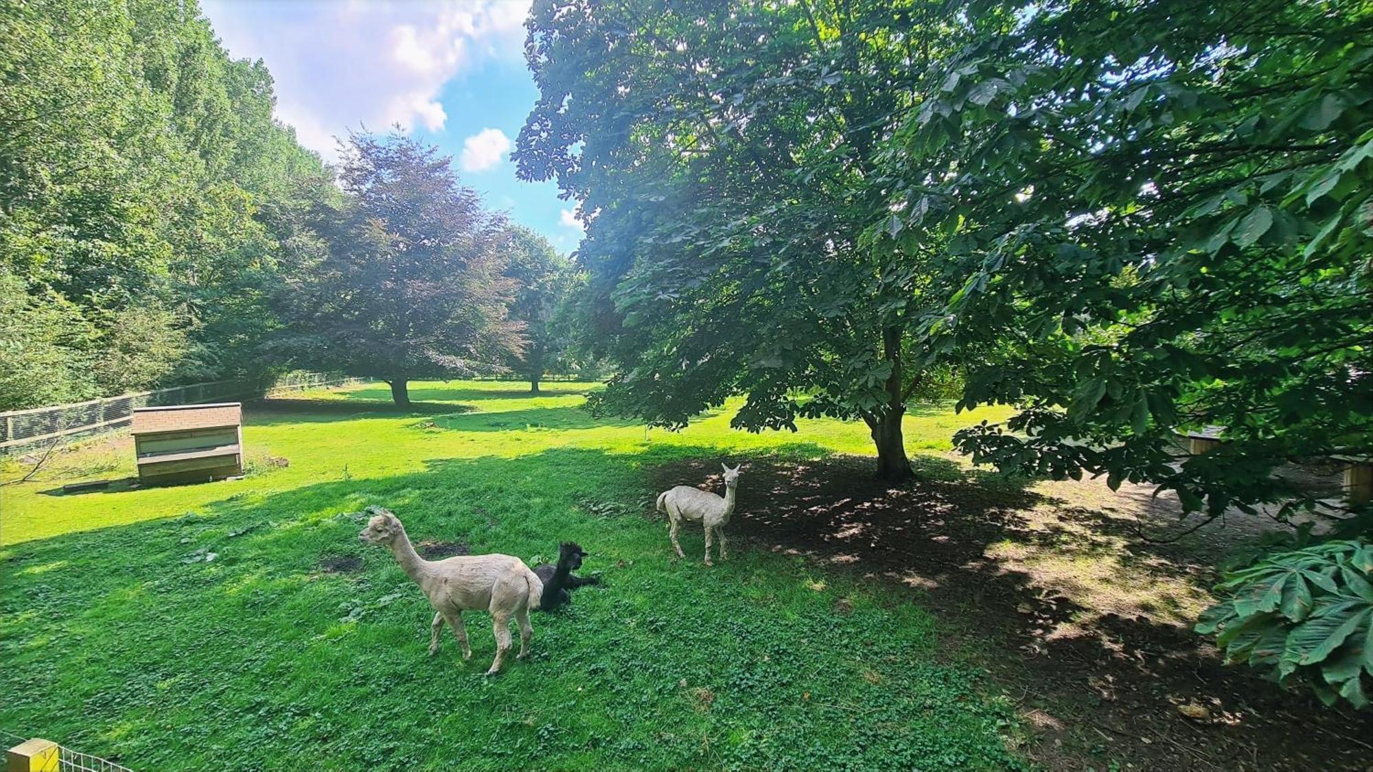 Horsley Hale Farm Glamping Hotel อีลี ห้อง รูปภาพ